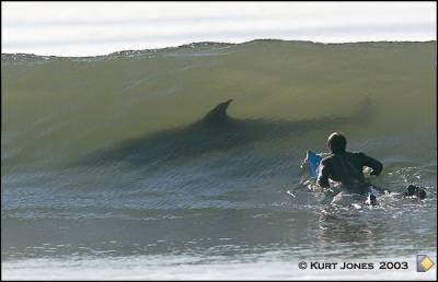surf